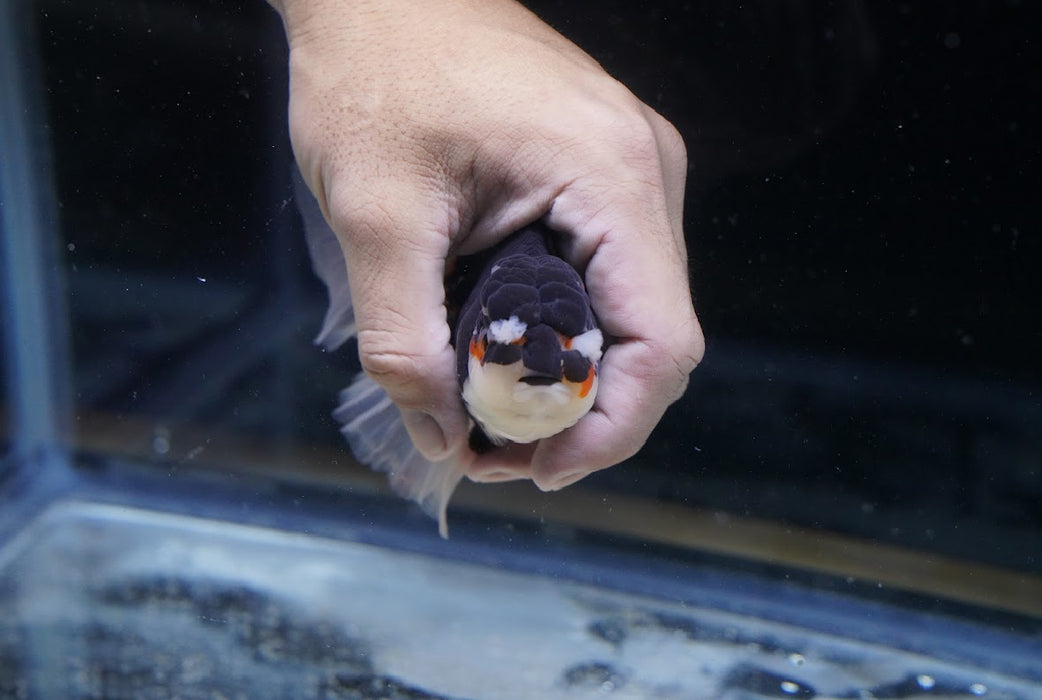 Tricolor Oranda 3.5”-4” #43-02