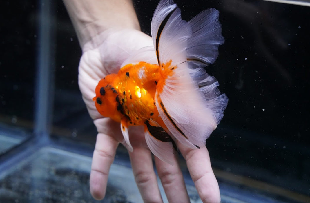 Tiger Oranda 3.5”-4” #43-04