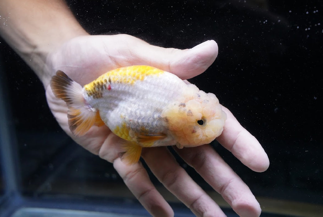 Tricolor Ranchu 3.5”-4” #46-02