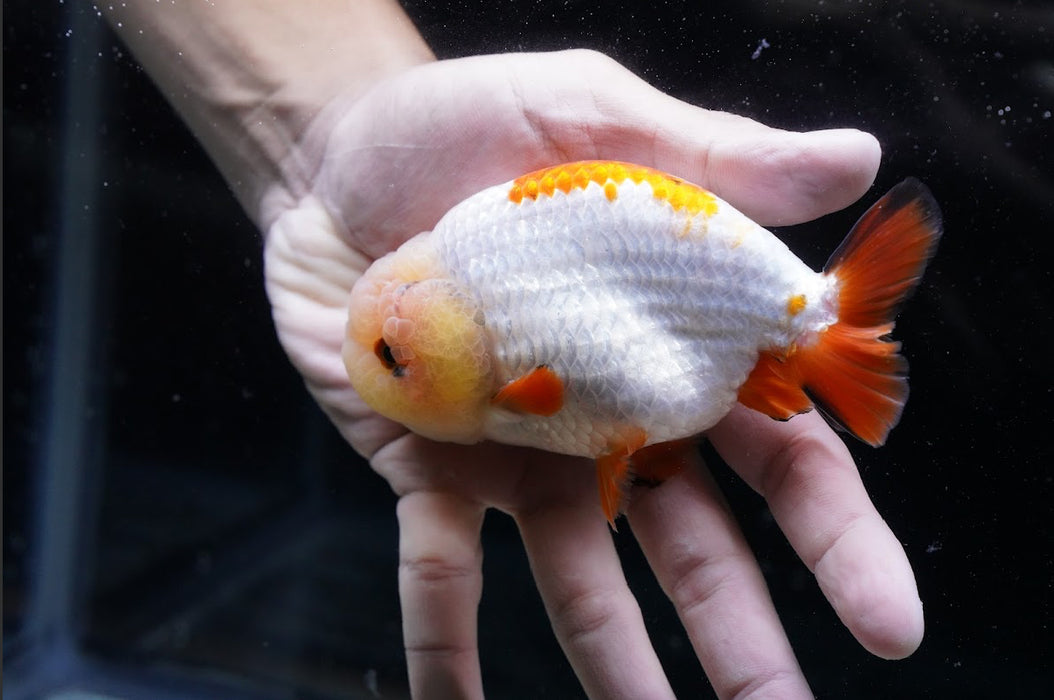 Tricolor Ranchu 3.5”-4” #46-03