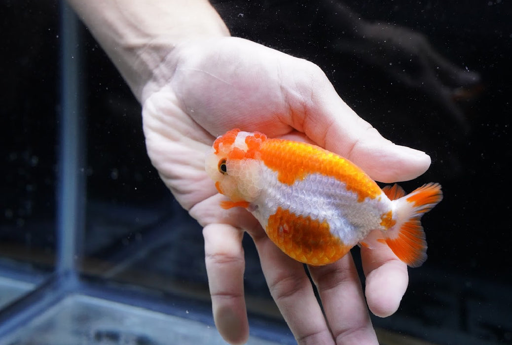 Red/White Ranchu 3.5”-4” #46-07