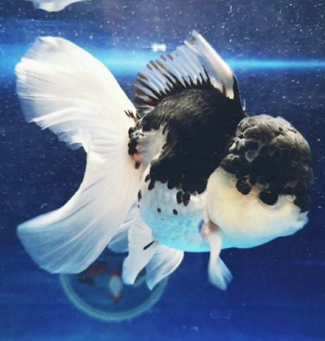 Short Body Panda Oranda