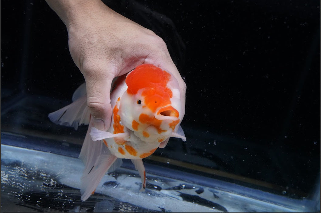 Tricolor Oranda 7” #44-04