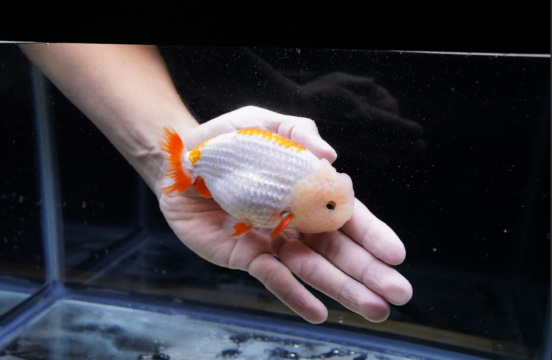 Red/White Ranchu 3.5”-4” #46-06