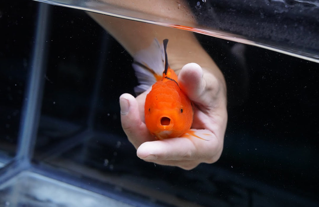 Tiger Oranda 4”-5” #180-19