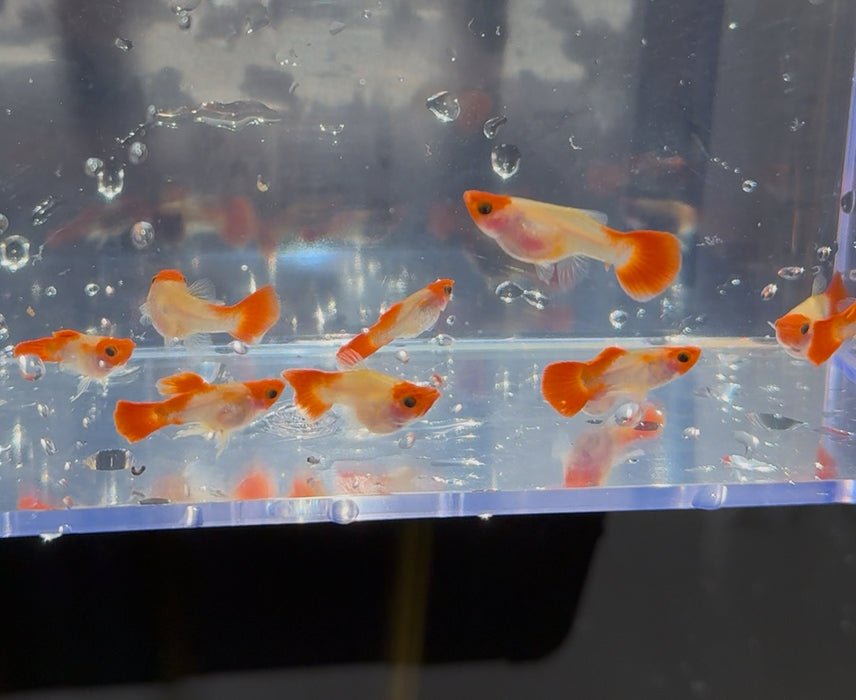Wild Koi Glass Belly Guppy
