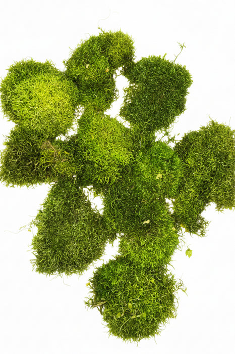 Crystalwort Moss