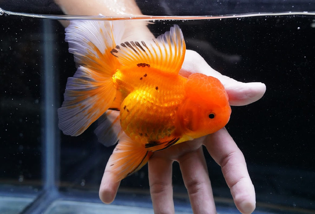 Tricolor Oranda 4”-5” #125-13