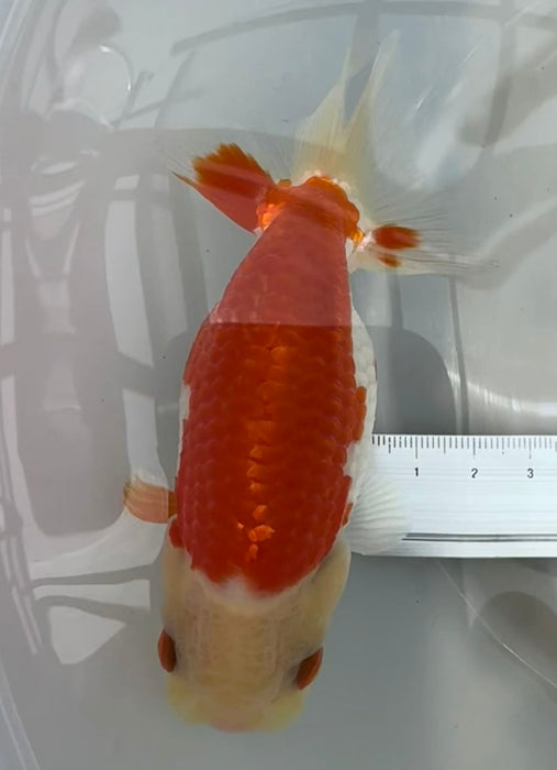 Top View Japanese Ranchu #4