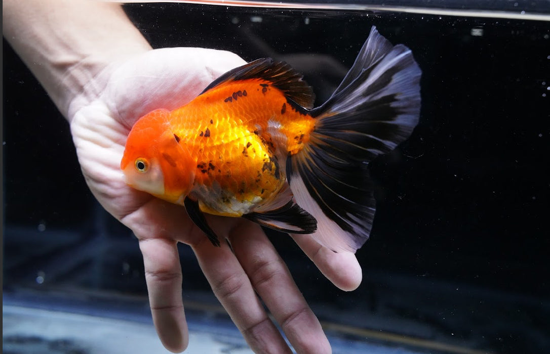 Tricolor Oranda 4”-5” #125-01