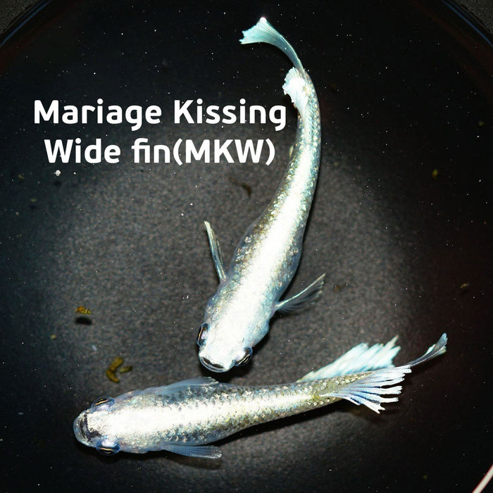 Marriage Kissing Wide Fin Medaka