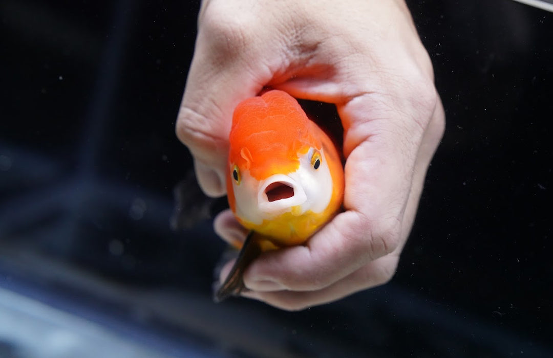 Tricolor Oranda 4”-5” #125-01