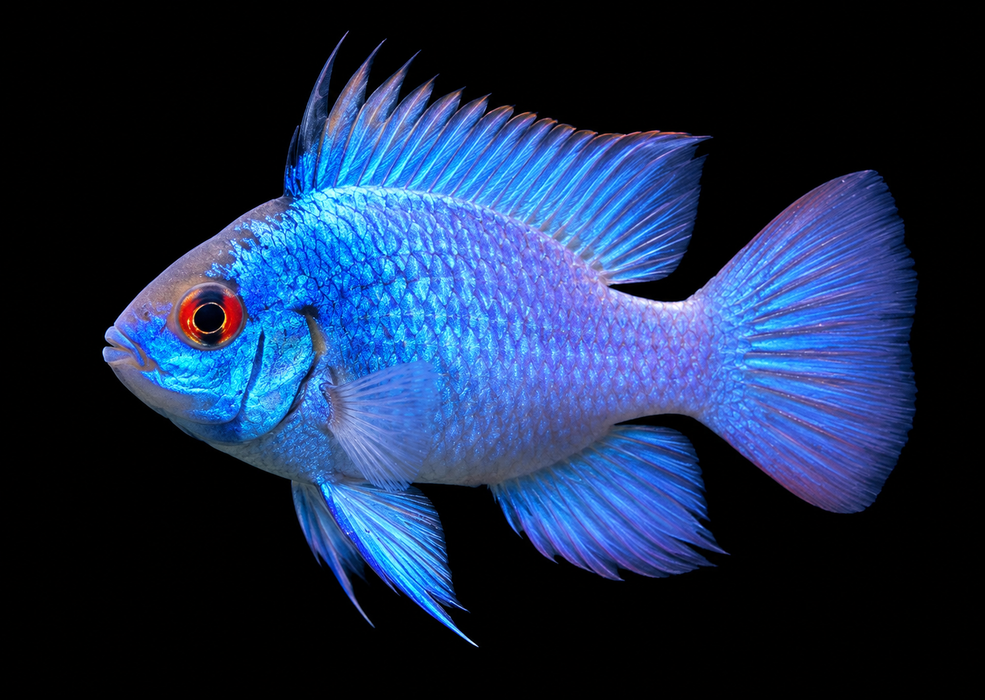 Electric Blue Ram