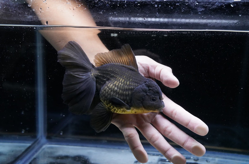 Black/Bronze Oranda 4”-5” #125-03