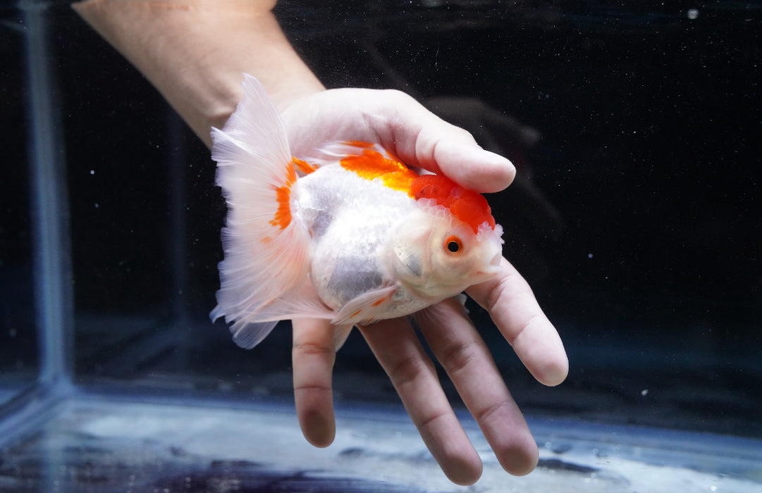 Red/White Oranda 4”-5” #180-05