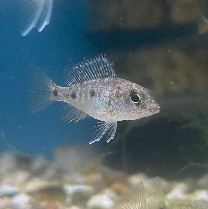 Group of 6x 1” Assorted Peacock Cichlid Fry