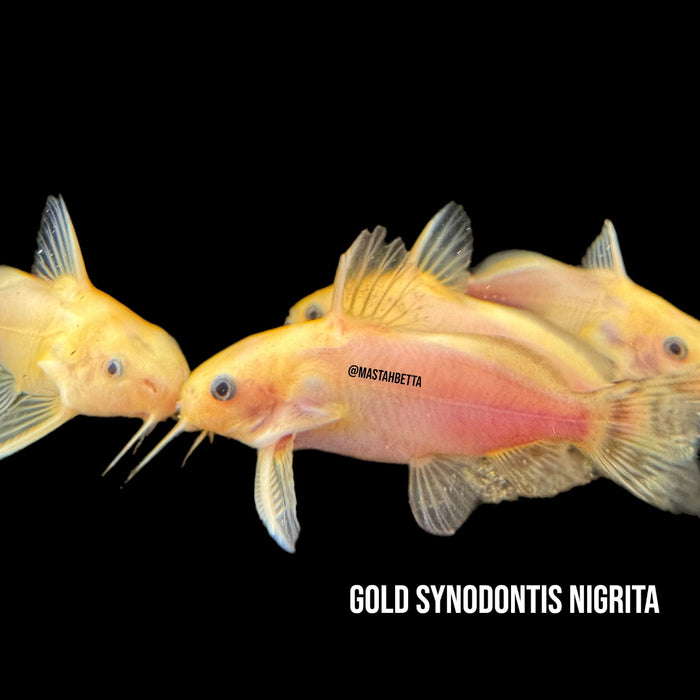 Gold Synodontis Nigrita