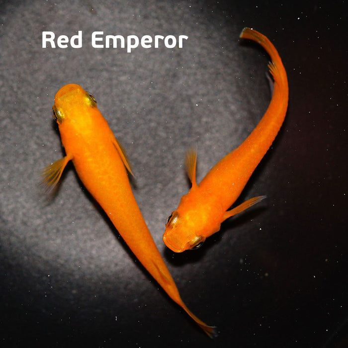Red Emperor Medaka