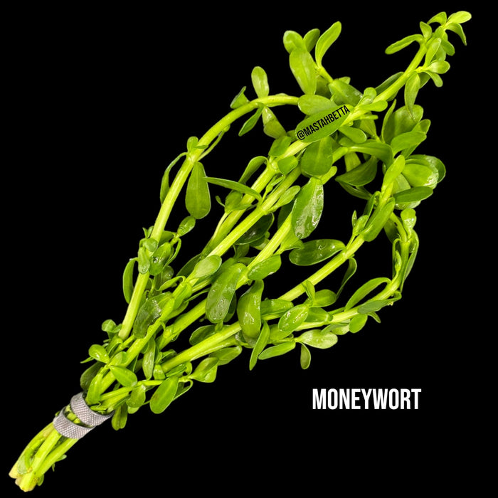 money wort plant Moneywort — Mastah Betta