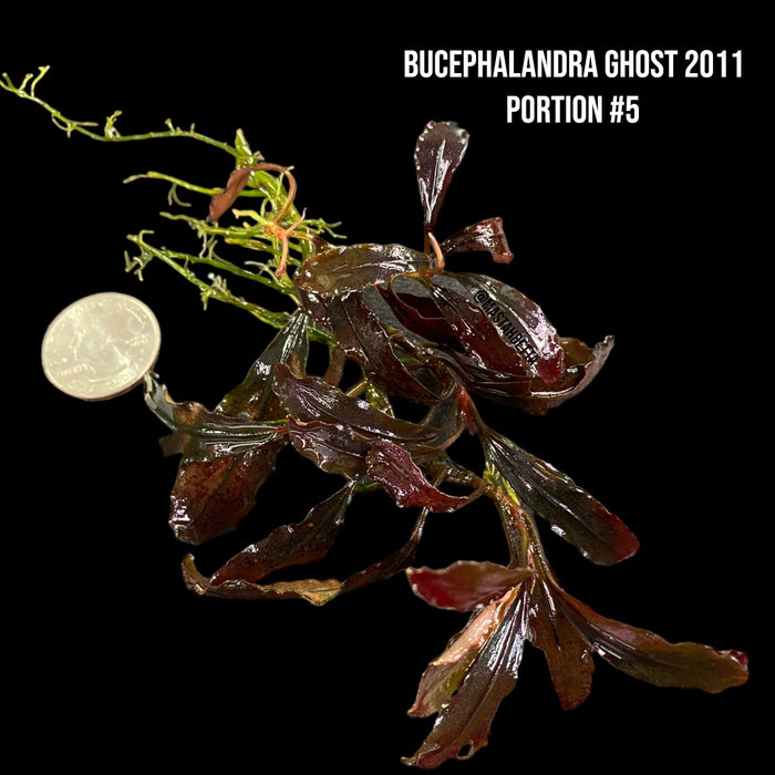 Bucephalandra Ghost 2011 (Locally Grown Submerged) #5