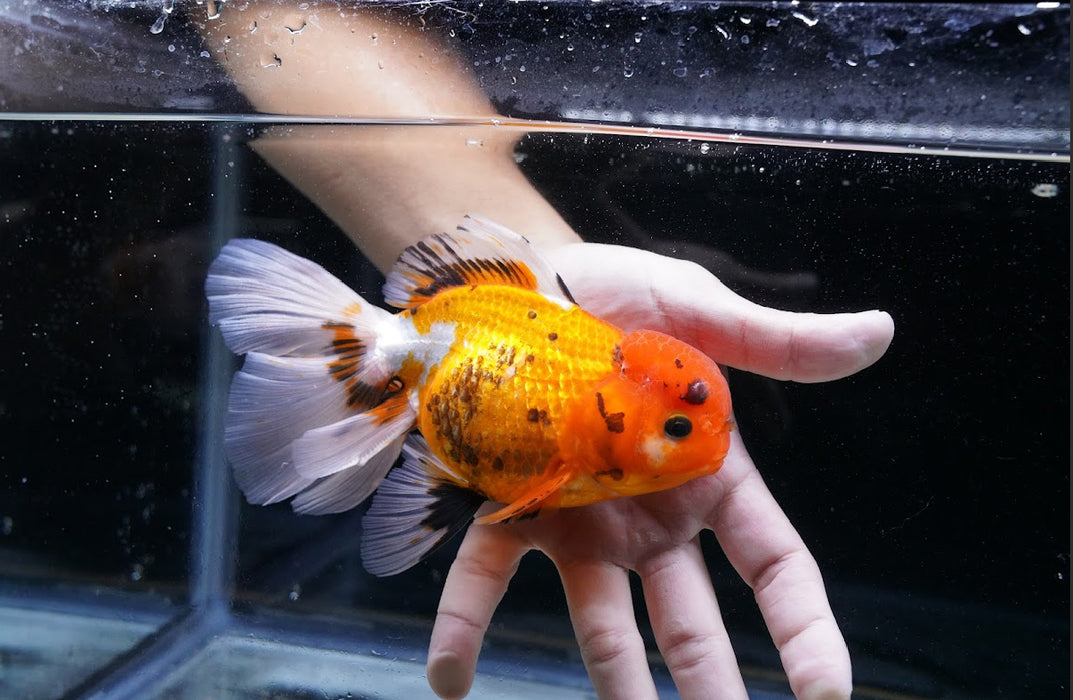 Tricolor Oranda 4”-5” #125-08