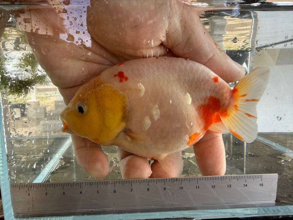 Sakura Ranchu #2
