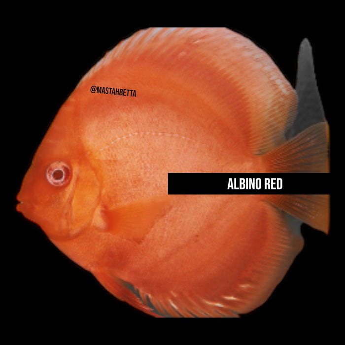 Albino Red Discus