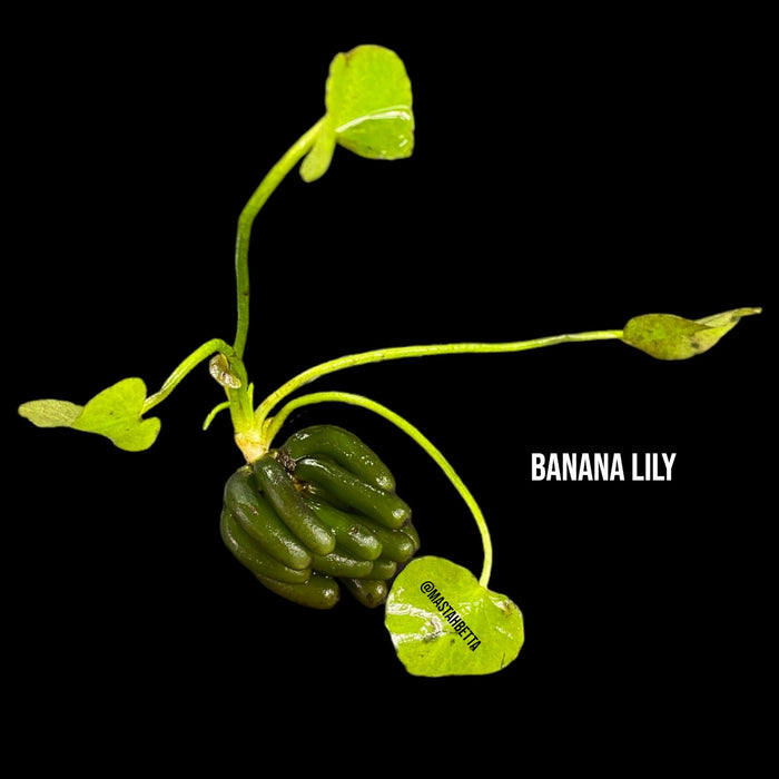 Banana Lily