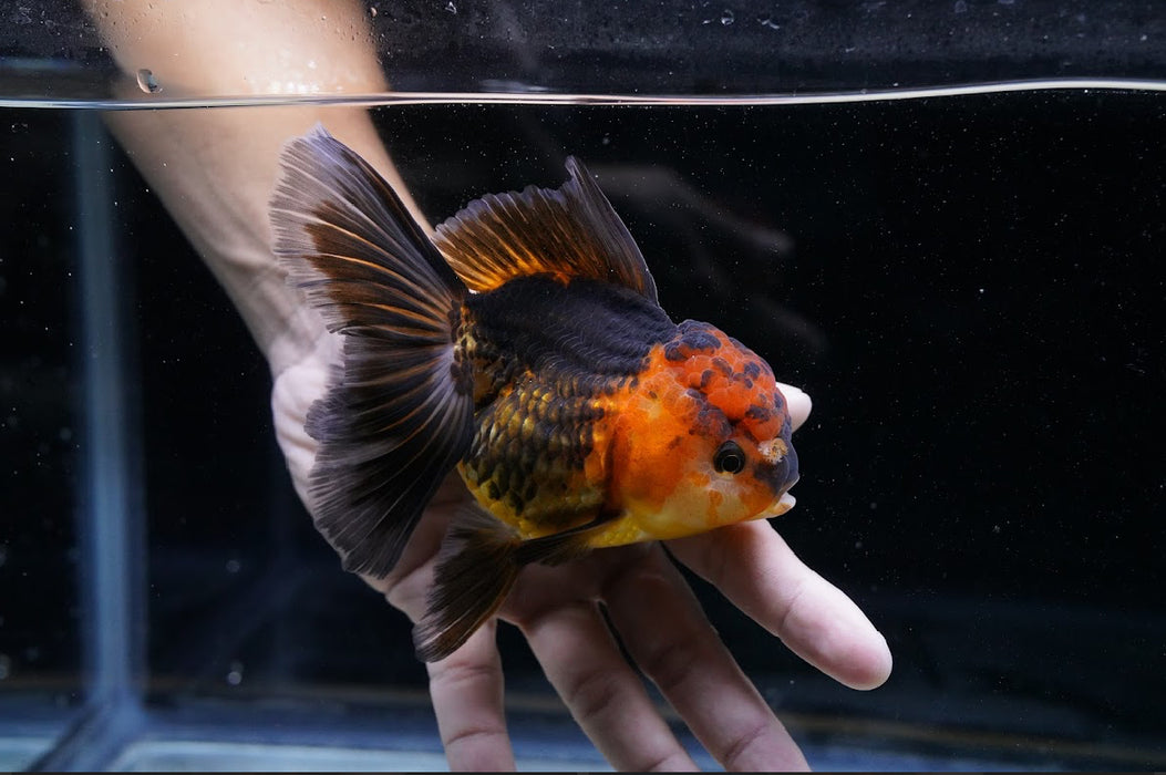 Tricolor Oranda 4”-5” #125-05
