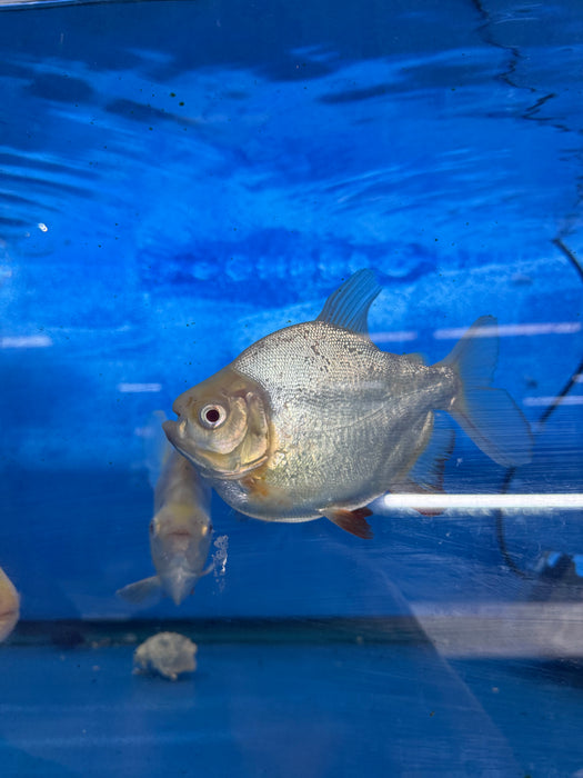 Short Body Albino Pacu