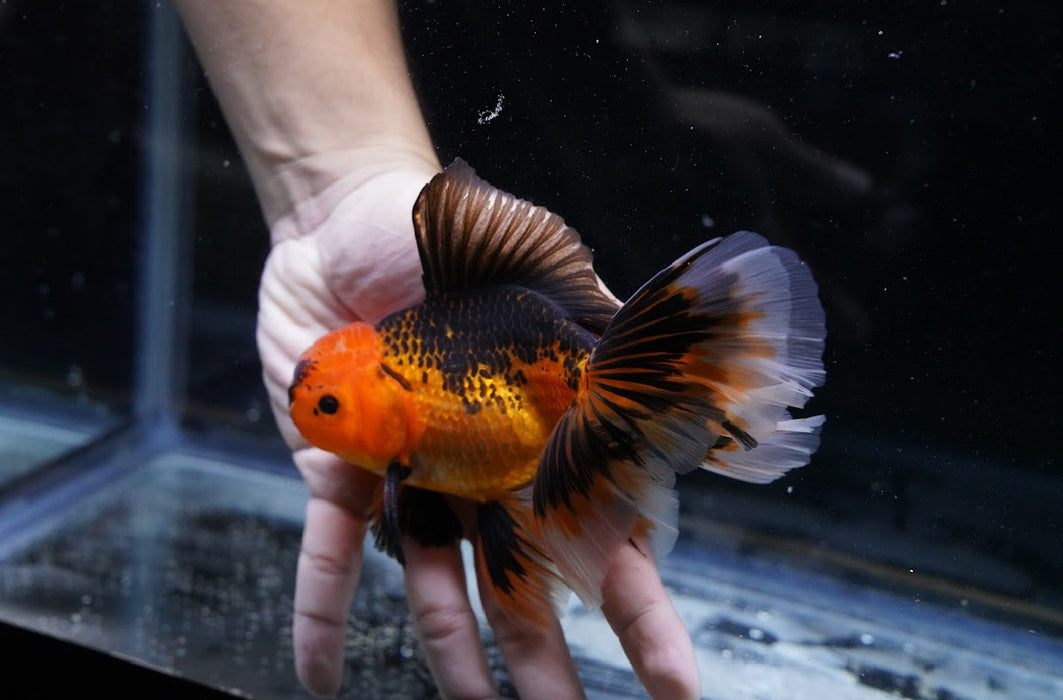 Tricolor Oranda 4”-5” #125-19