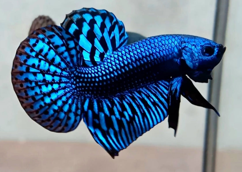 Wild Blue Alien (Male)