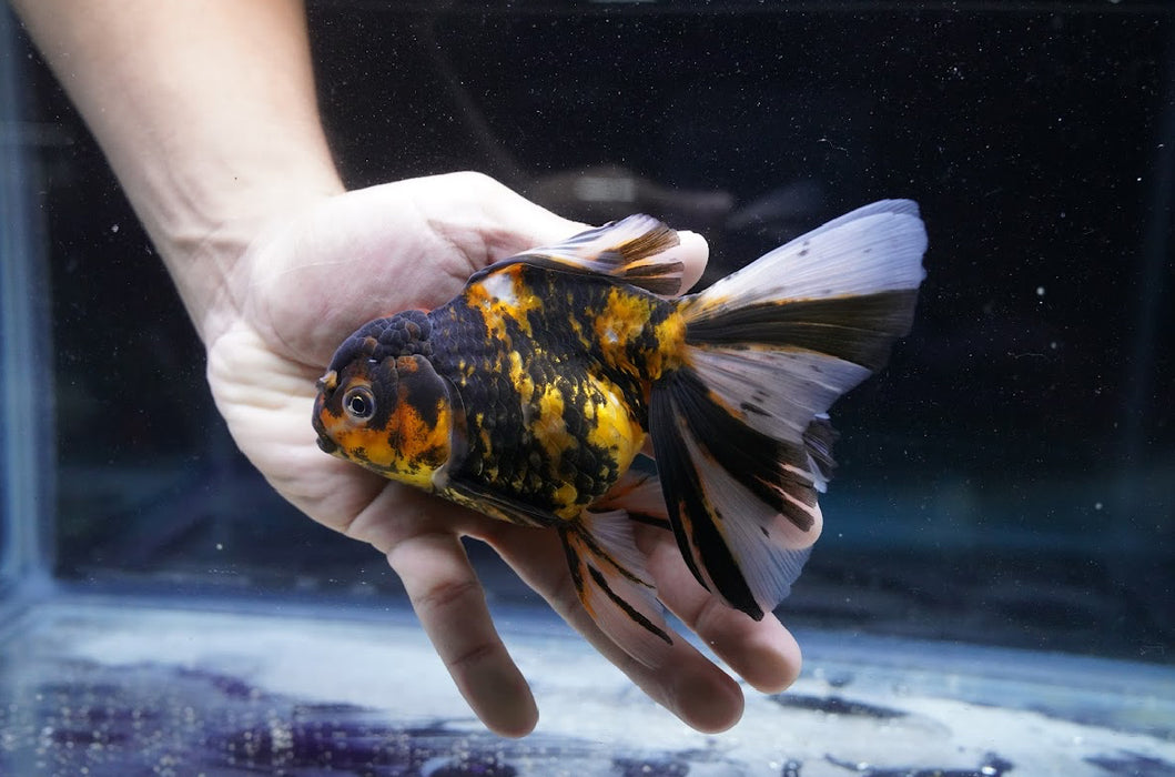 Tiger Oranda 4”-5” #180-11