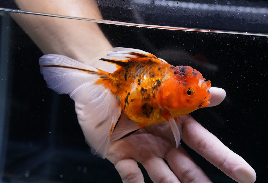 Tiger Oranda 4”-5” #125-11
