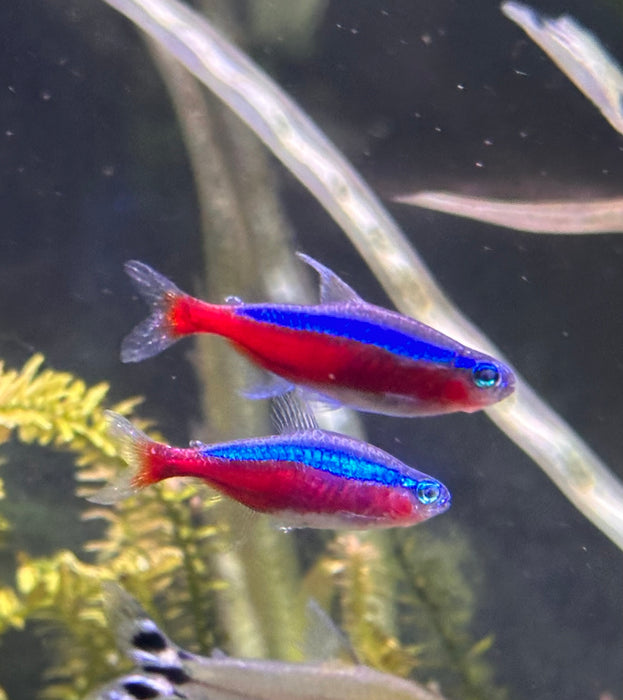 Cardinal Tetra