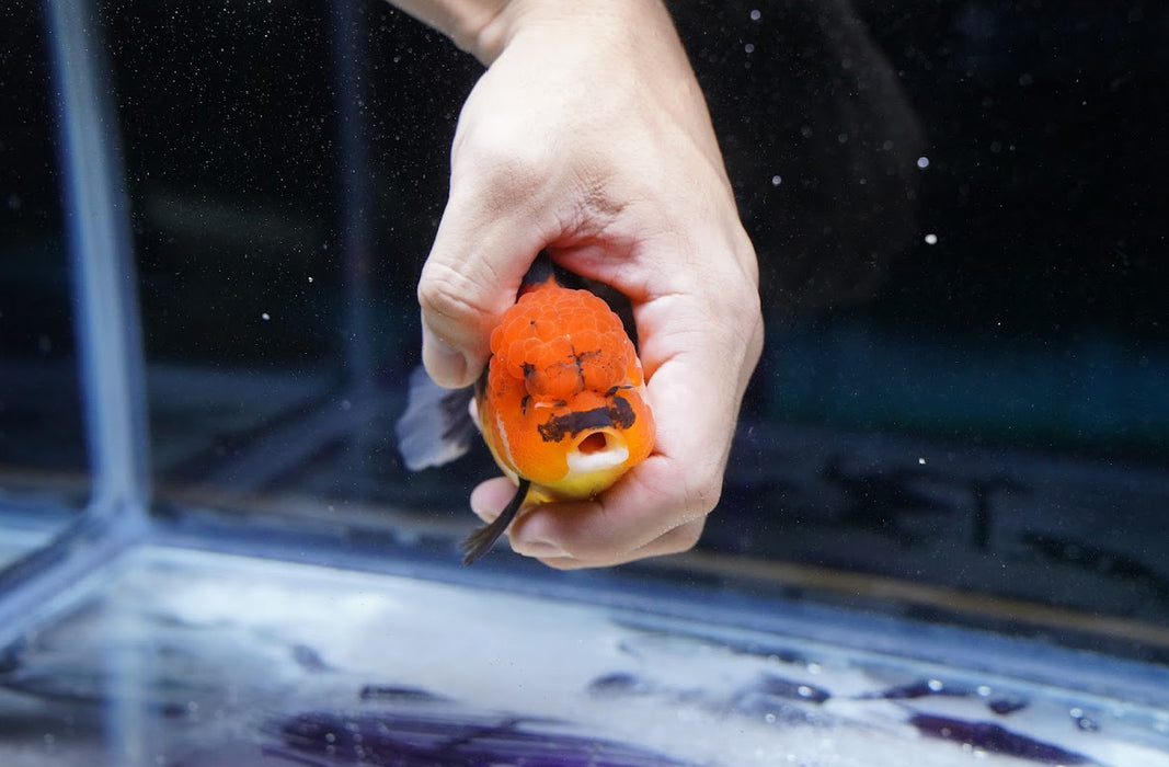 Tricolor Oranda 4”-5” #180-12