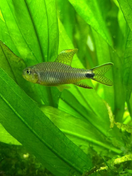 Sailfin Tetra