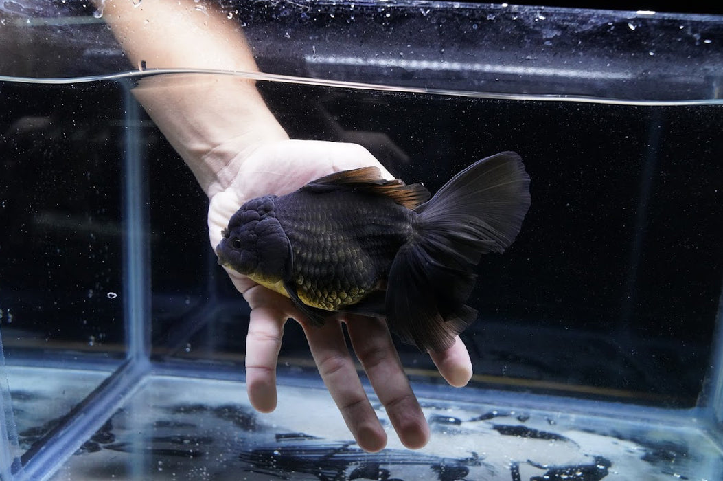 Black/Bronze Oranda 4”-5” #125-03