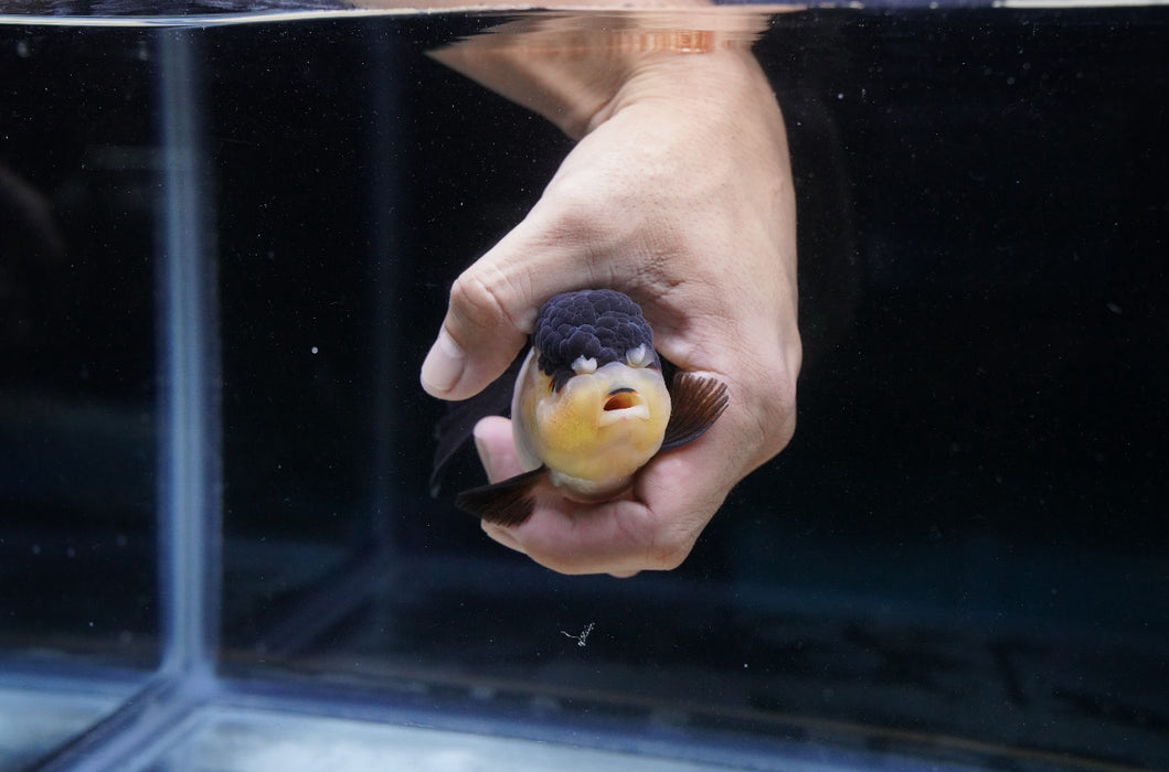 Panda Oranda 4”-5” #180-04