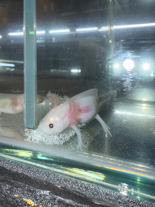 White Albino Axolotl