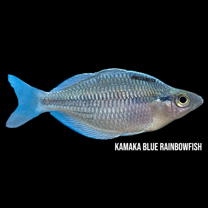 Blue Kamaka Rainbowfish