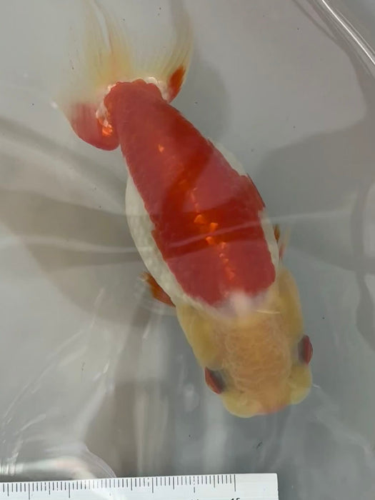 Top View Japanese Ranchu #5 (Crooked Tail)