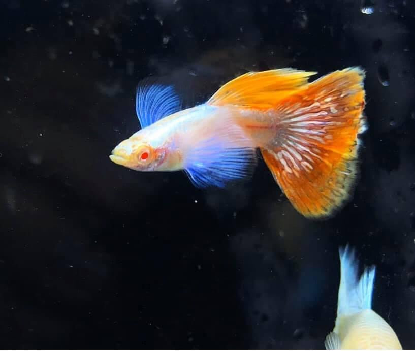 3x Albino Dumbo Red Tail Guppy Pairs