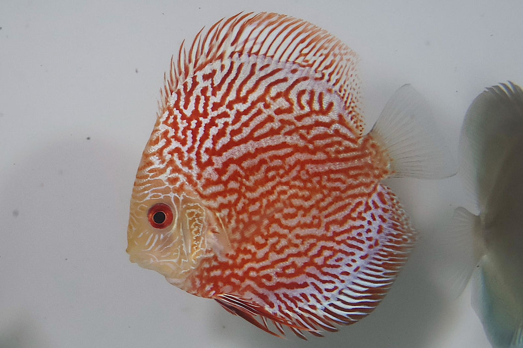 Red Snake Skin Pigeon Discus (Grade A)