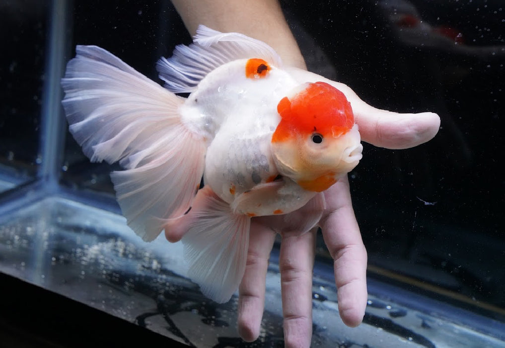 Tricolor Oranda 7” #45-02