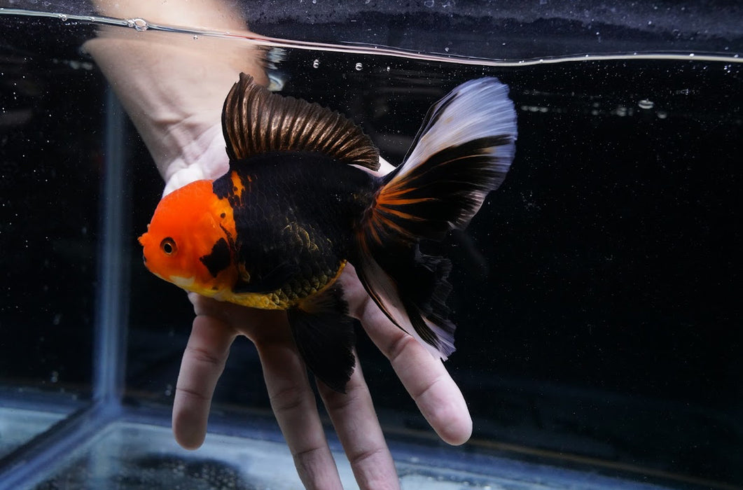 Tricolor Oranda 4”-5” #125-14