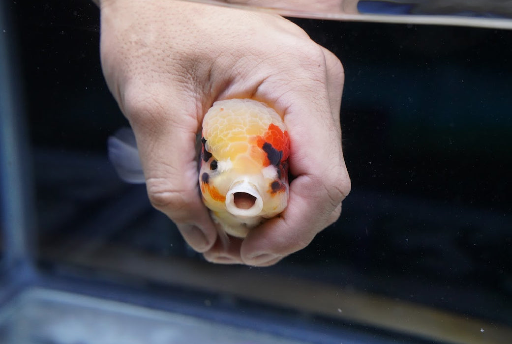 Tricolor Oranda 4”-5” #180-22