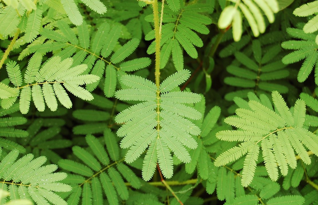 Sensitive Plant