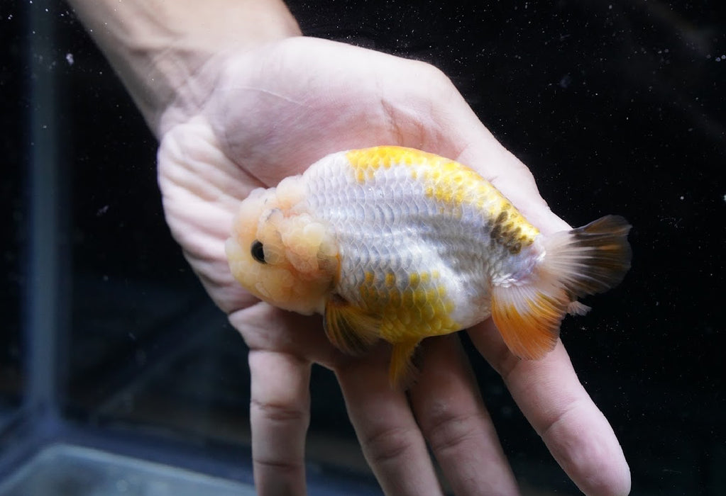 Tricolor Ranchu 3.5”-4” #46-02