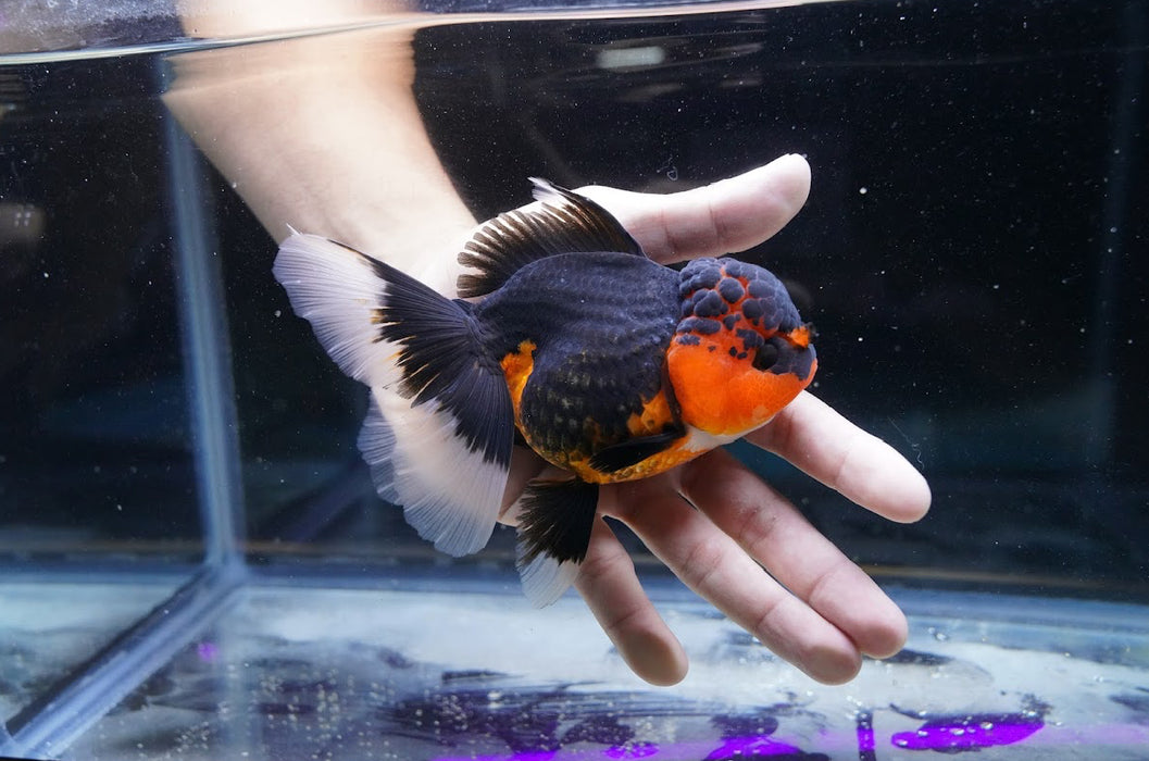 Tricolor Oranda 4”-5” #180-09